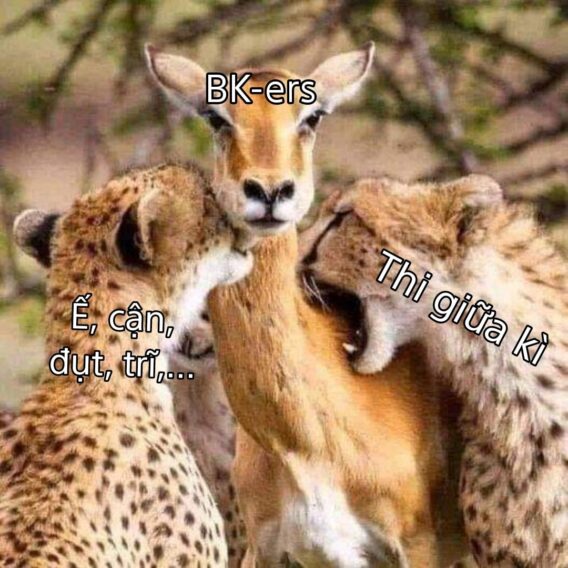 331663231 761491512069963 7066208649154303809 n